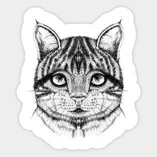 Cat Sticker